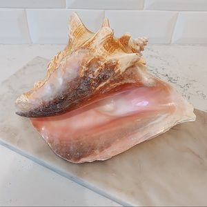 Large Natural Conch Shell Nautical Bohemian Decor